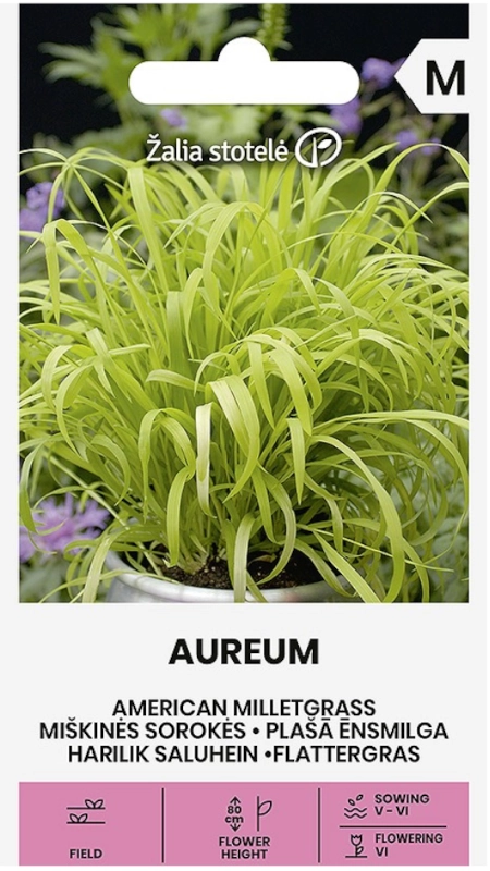 Prosownica rozpierzchła American milletgrass Aureum nasiona 30 Žalia stotelė
